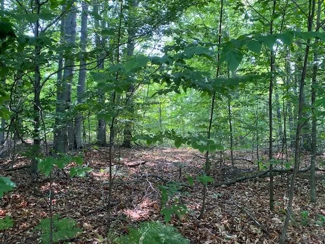 Mooney Way Torch Lake Township, MI 49648