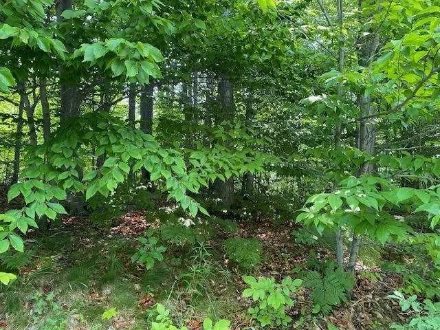 Mooney Way Torch Lake Township, MI 49648