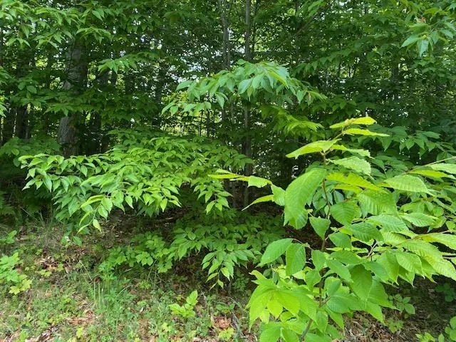 Mooney Way Torch Lake Township, MI 49648