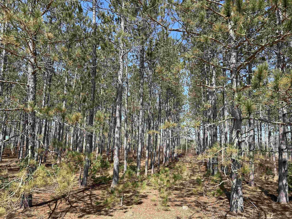 Meadow Lane Colfax Township, MI 49683