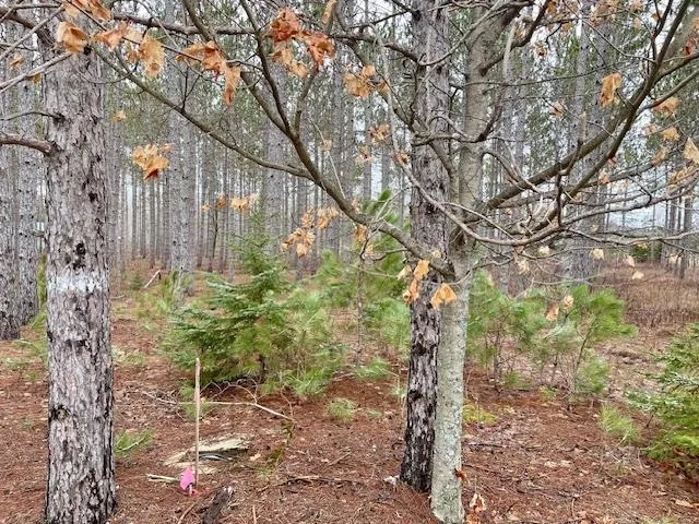 Meadow Lane Colfax Township, MI 49683