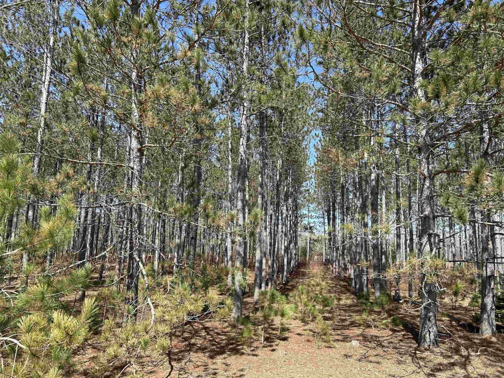 Meadow Lane Colfax Township, MI 49683