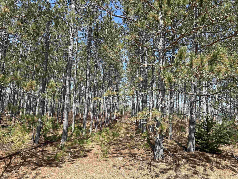 Meadow Lane Colfax Township, MI 49683