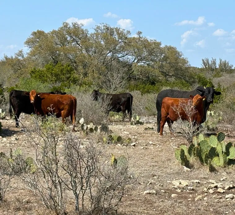 191 Leona Ranch Road Brackettville, TX 78832
