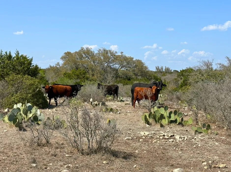 191 Leona Ranch Road Brackettville, TX 78832