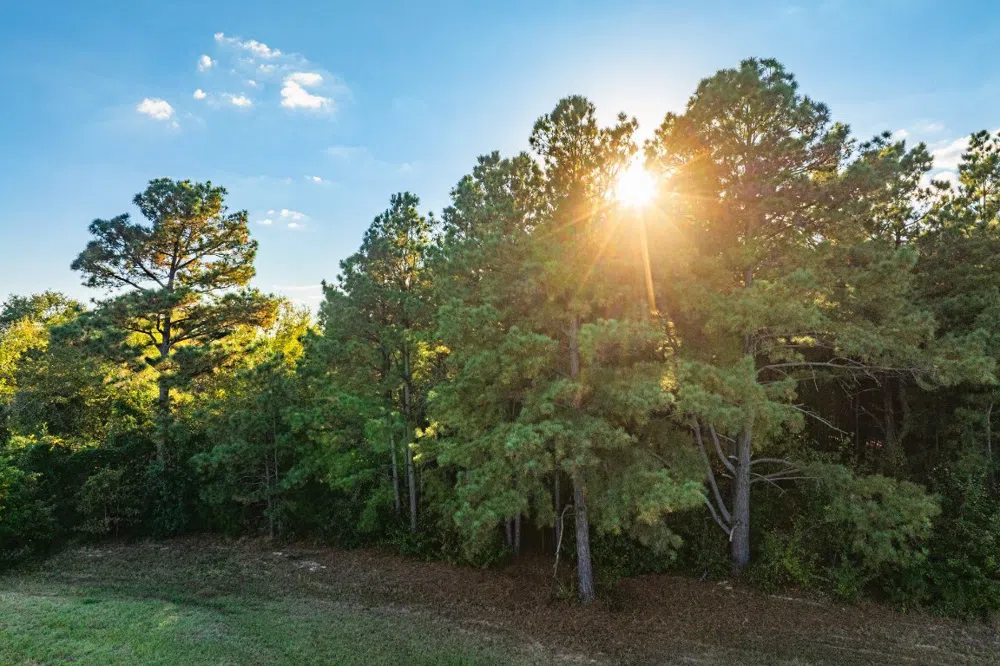 County Road 3411 Chandler, TX 75758
