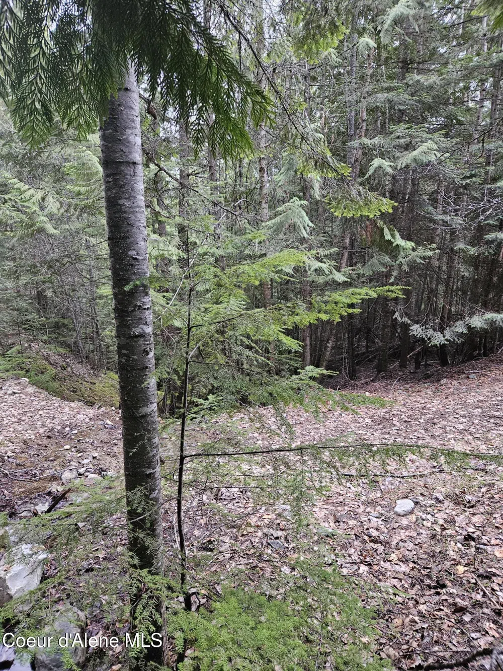 940 Sled Run Trail Clark Fork, ID 83811