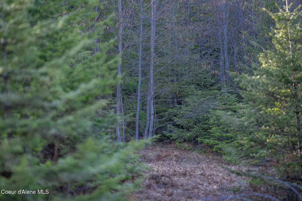 940 Sled Run Trail Clark Fork, ID 83811