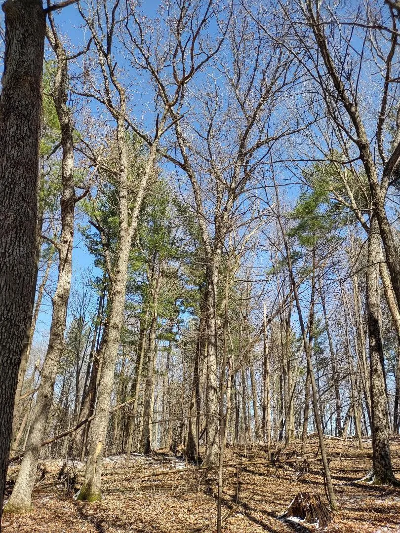 Lot 35 N4XX 297th Street Eau Galle, WI 54737