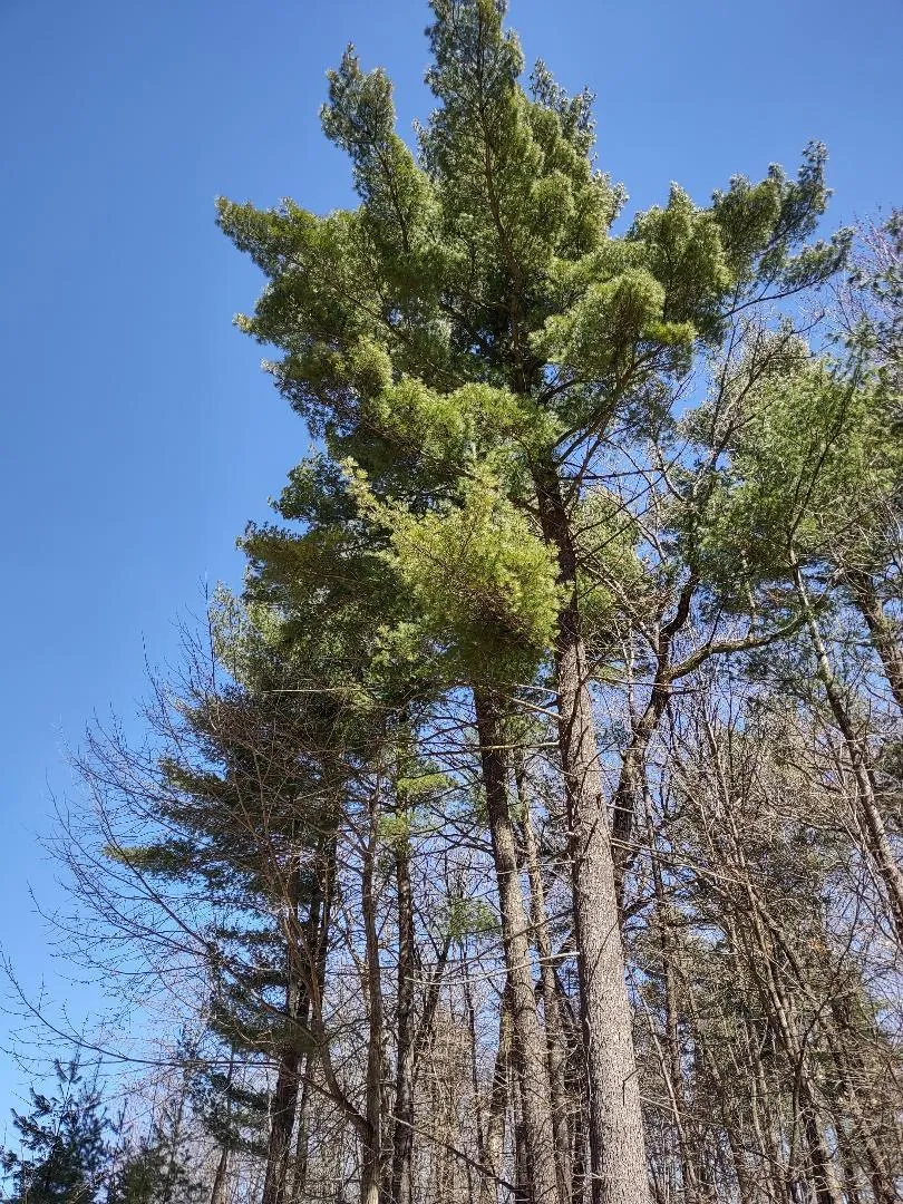Lot 35 N4XX 297th Street Eau Galle, WI 54737
