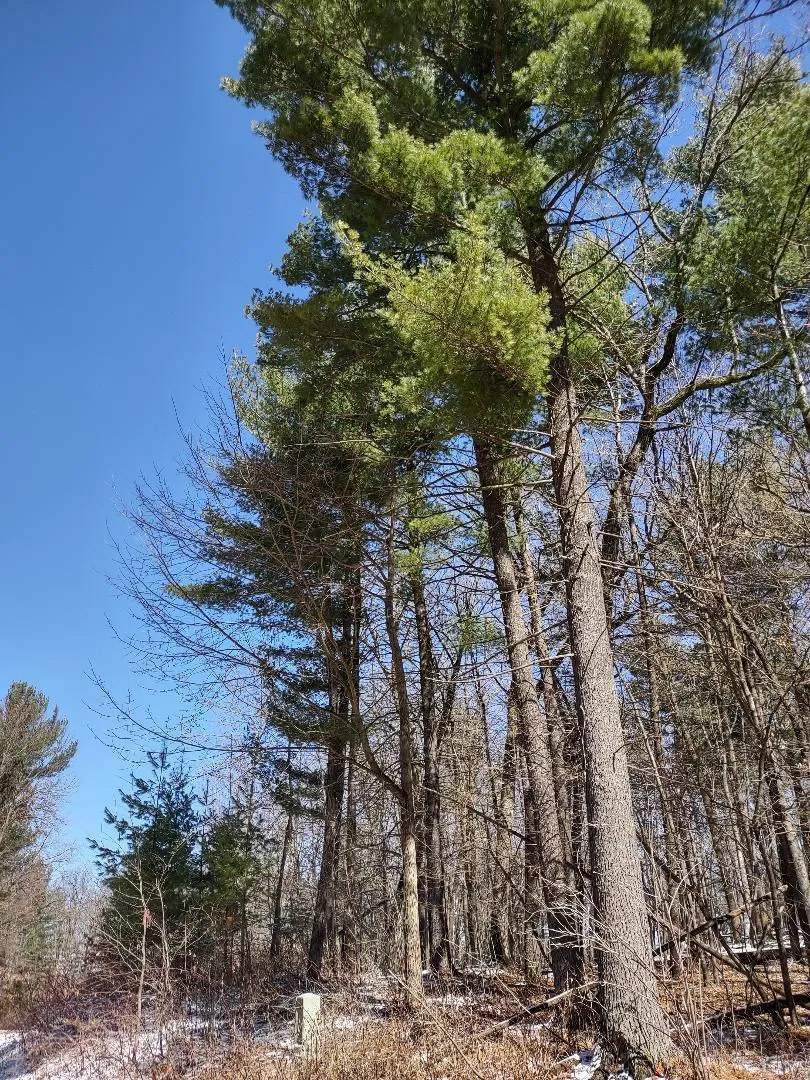 Lot 35 N4XX 297th Street Eau Galle, WI 54737