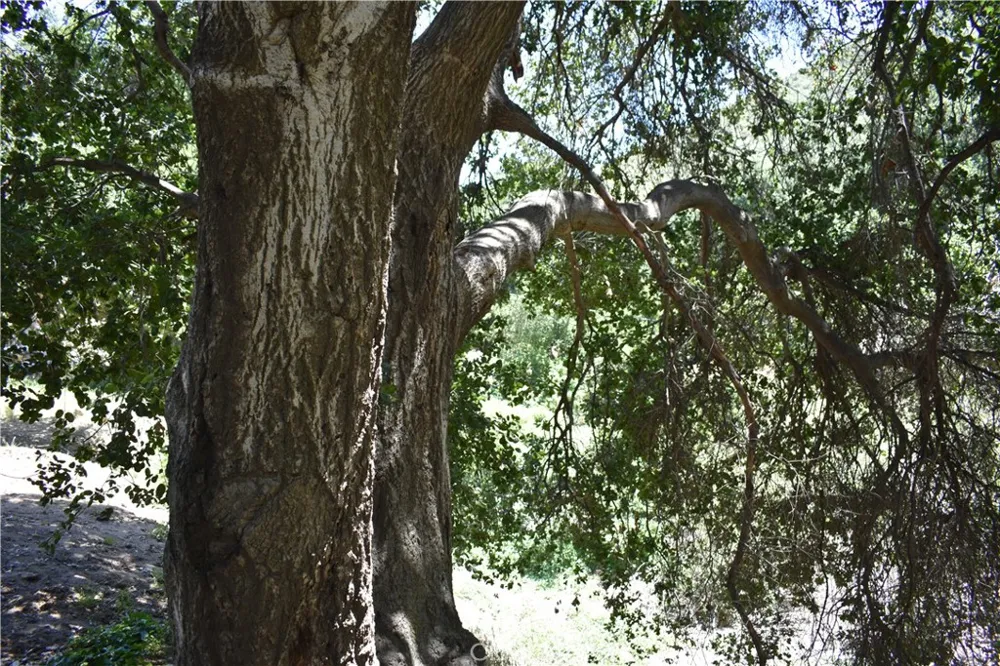 Vac Calle El Baranco/Vic Spunk Green Valley, CA 91350