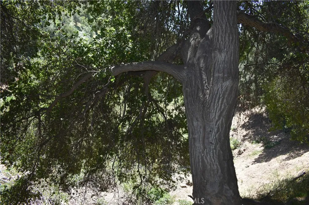 Vac Calle El Baranco/Vic Spunk Green Valley, CA 91350