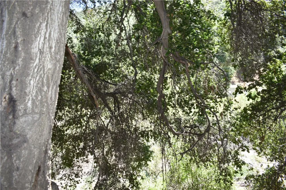 Vac Calle El Baranco/Vic Spunk Green Valley, CA 91350