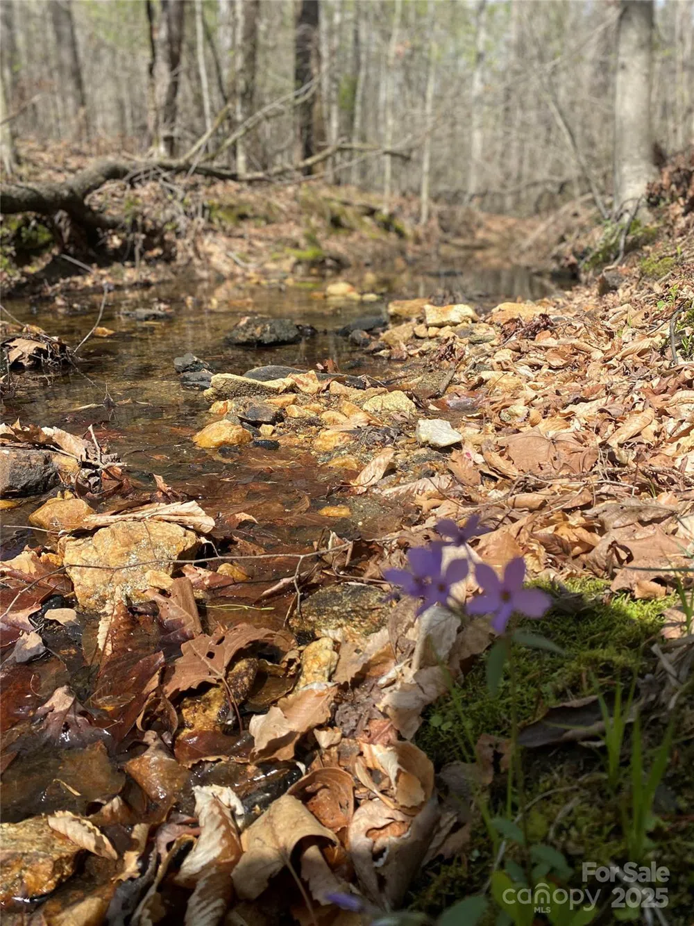 0 Cane Creek Mountain Road Bostic, NC 28018