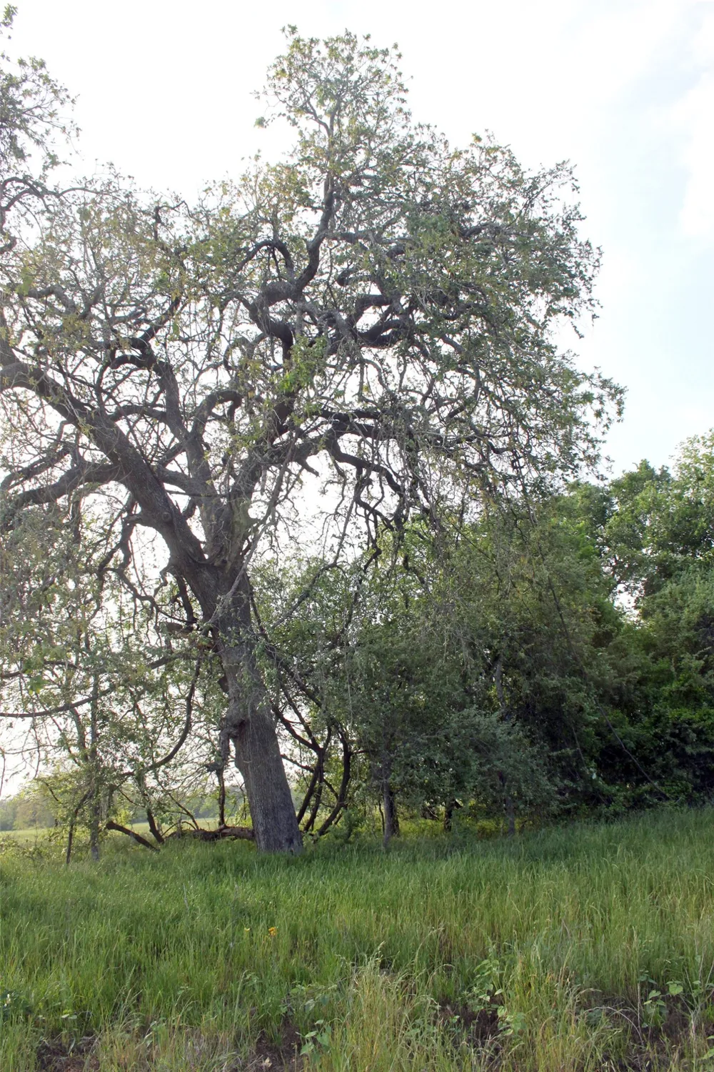 3223 Old Kelley Road Lockhart, TX 78644