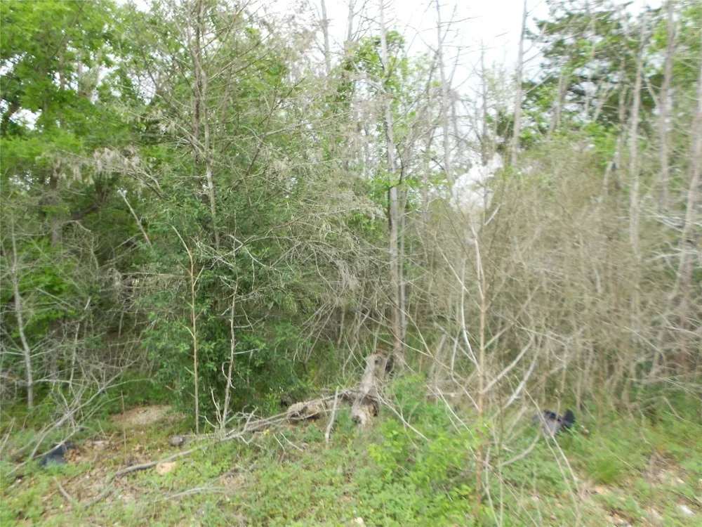 441 Tom Tom Smithville, TX 78957