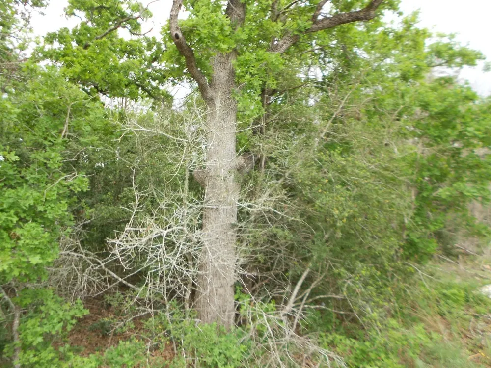 441 Tom Tom Smithville, TX 78957