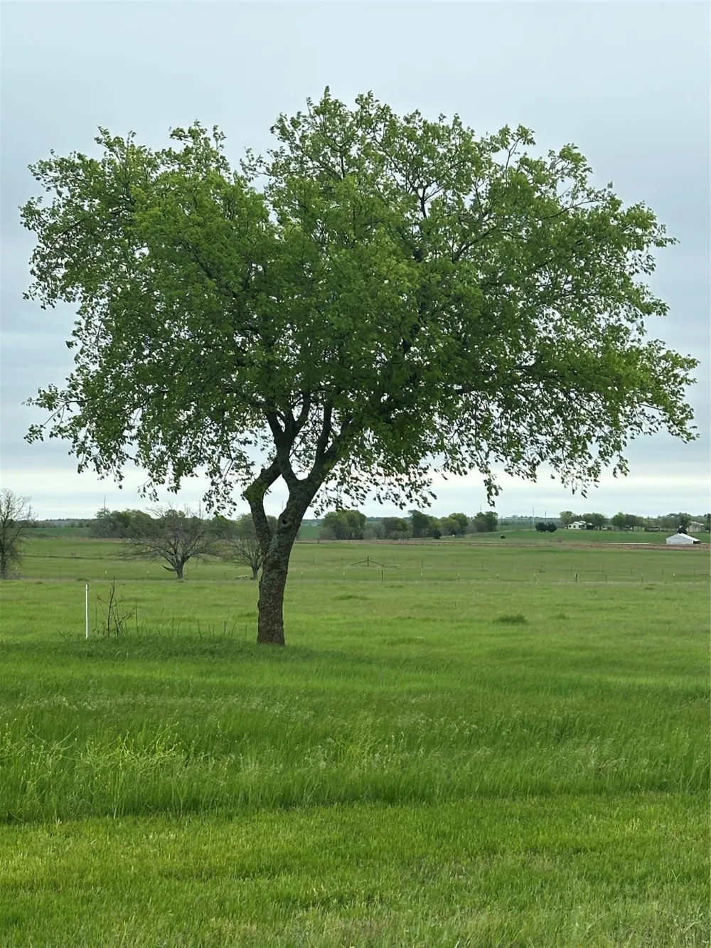 Fm 1198 Muenster, TX 76252