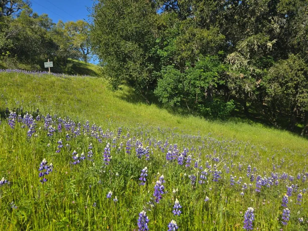 16 SLEEPY HOLLOW DRIVE Carmel Valley, CA 93924