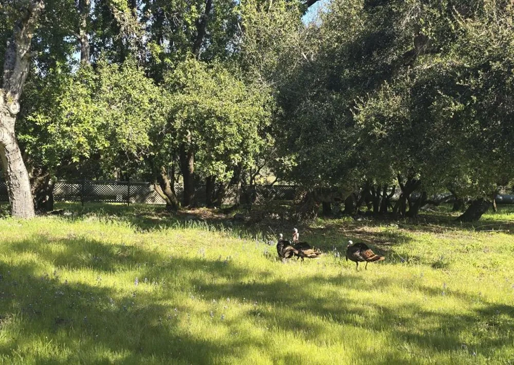 16 SLEEPY HOLLOW DRIVE Carmel Valley, CA 93924