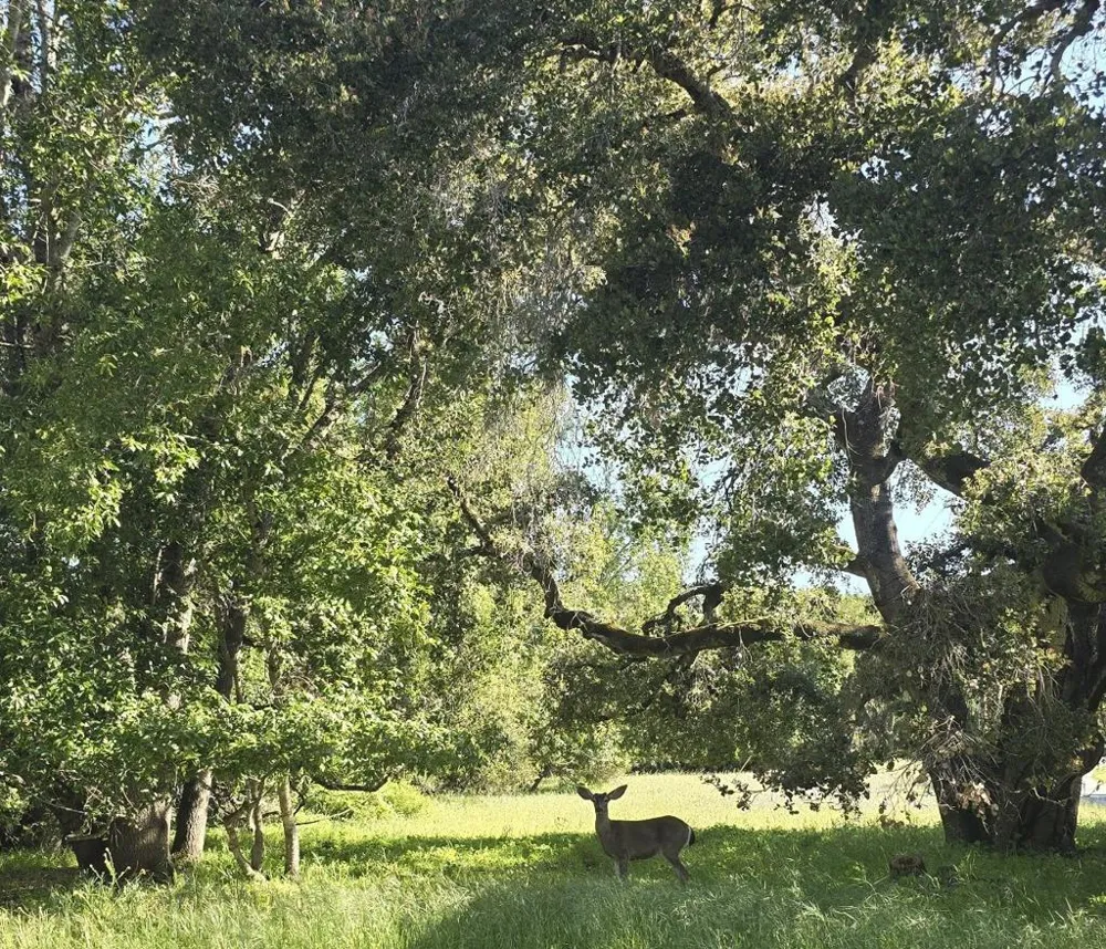 16 SLEEPY HOLLOW DRIVE Carmel Valley, CA 93924