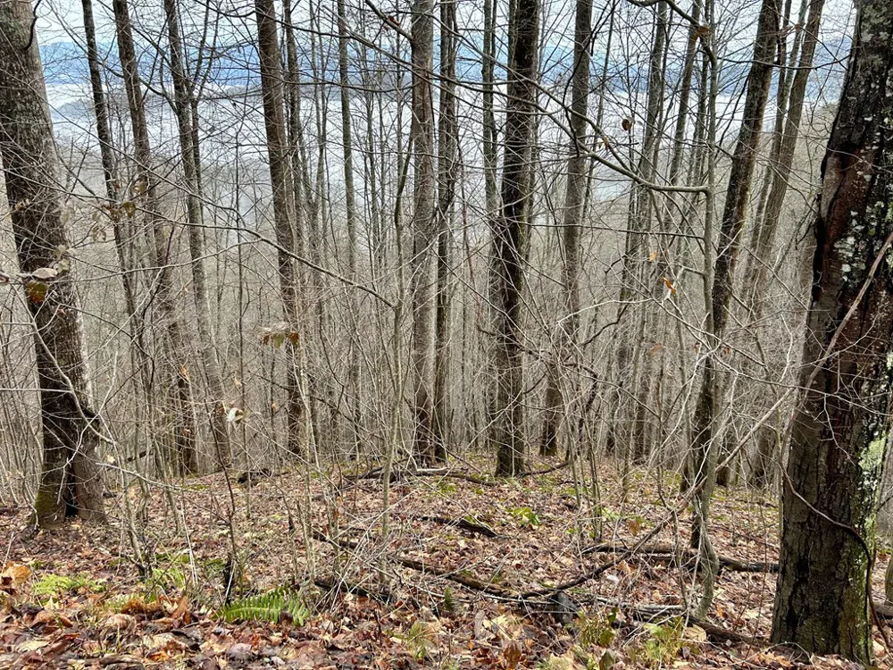 Maltese Way Whittier, NC 28789