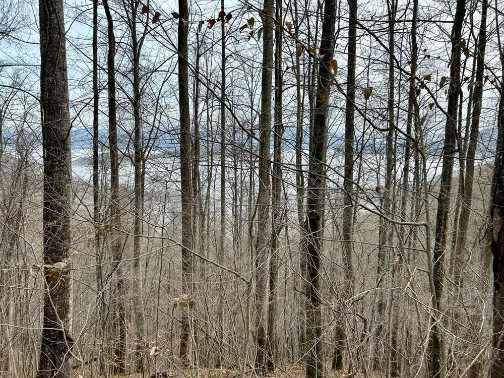 Maltese Way Whittier, NC 28789