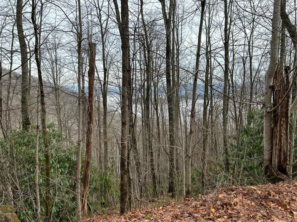 Maltese Way Whittier, NC 28789