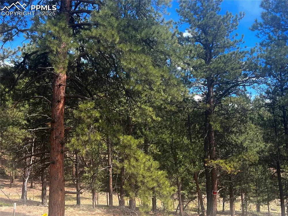 271 Thunder Ridge Drive Woodland Park, CO 80863