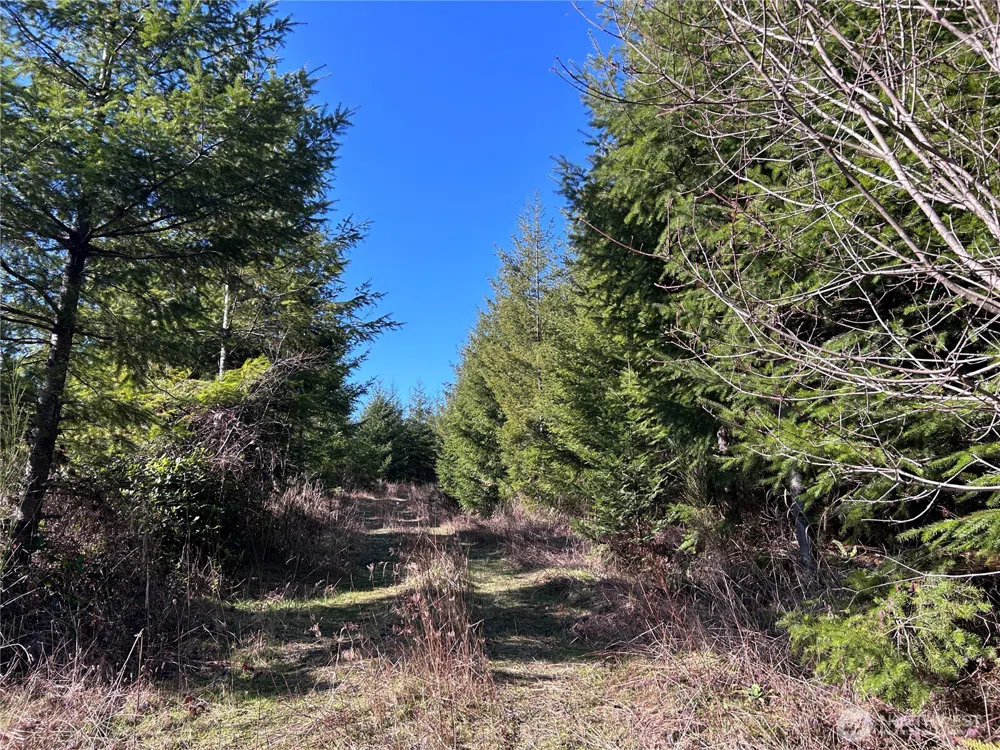 0 NKA Salmon Creek Road Toledo, WA 98591