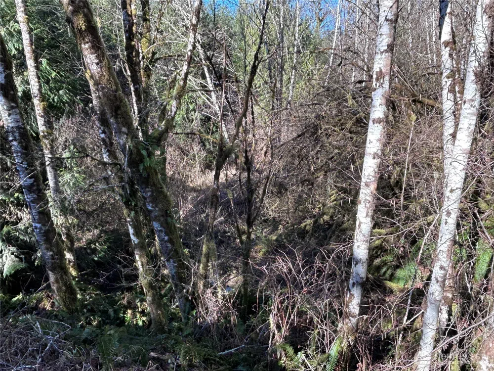0 NKA Salmon Creek Road Toledo, WA 98591