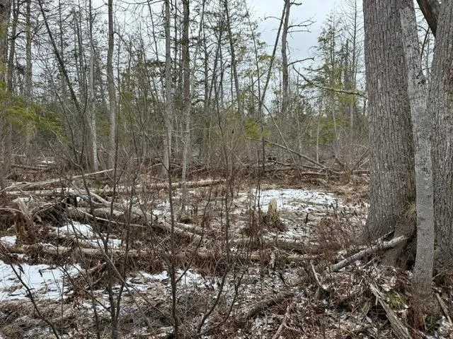 Pioneer Road Homestead Township, MI 49640