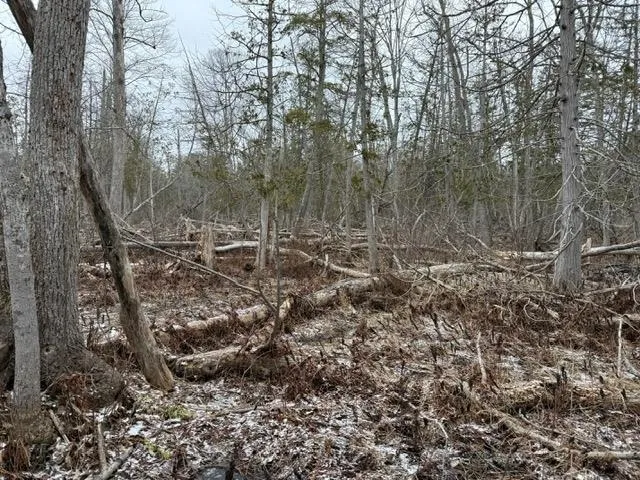 Pioneer Road Homestead Township, MI 49640