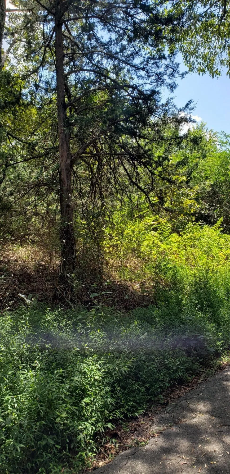 0 Treeline Drive Dunlap, TN 37327