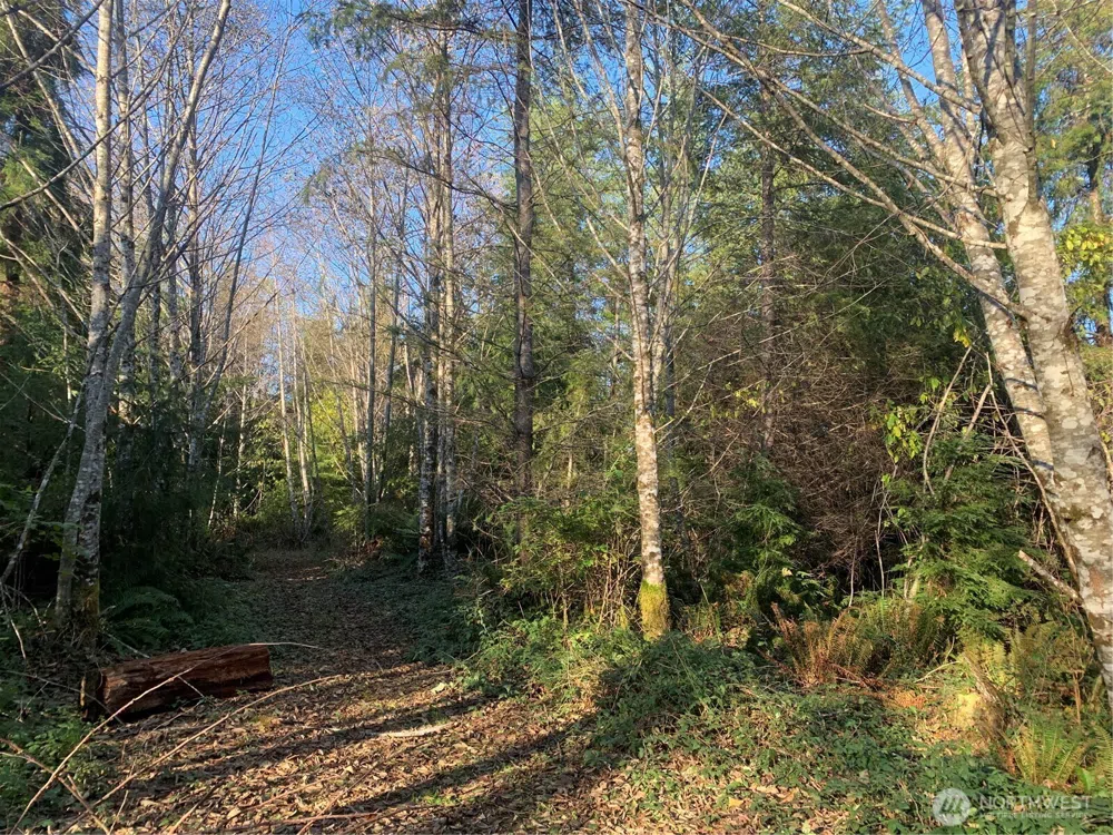 3 Tract Parpala Road Naselle, WA 98638