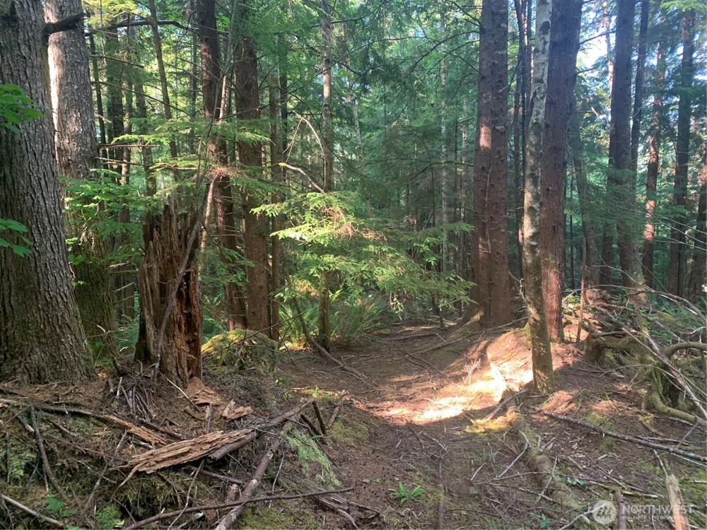 4 Tract Parpala Road Naselle, WA 98638