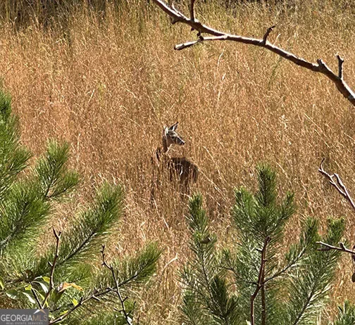 0 Squirrel Hunting RD Morganton, GA 30560