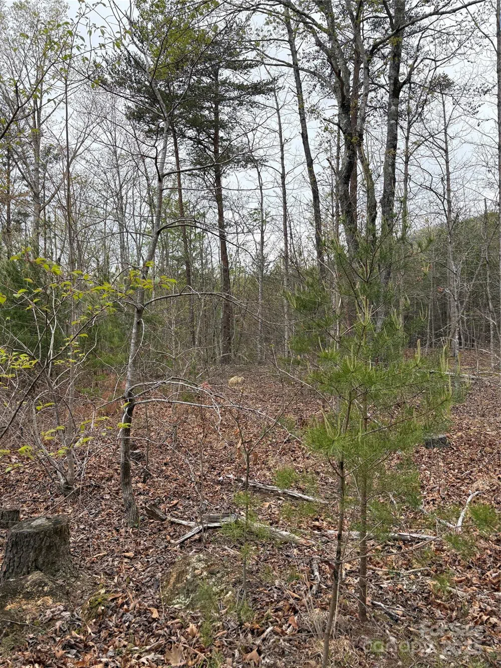 0 Rose Hollow Drive #Tract 1 Mill Spring, NC 28756