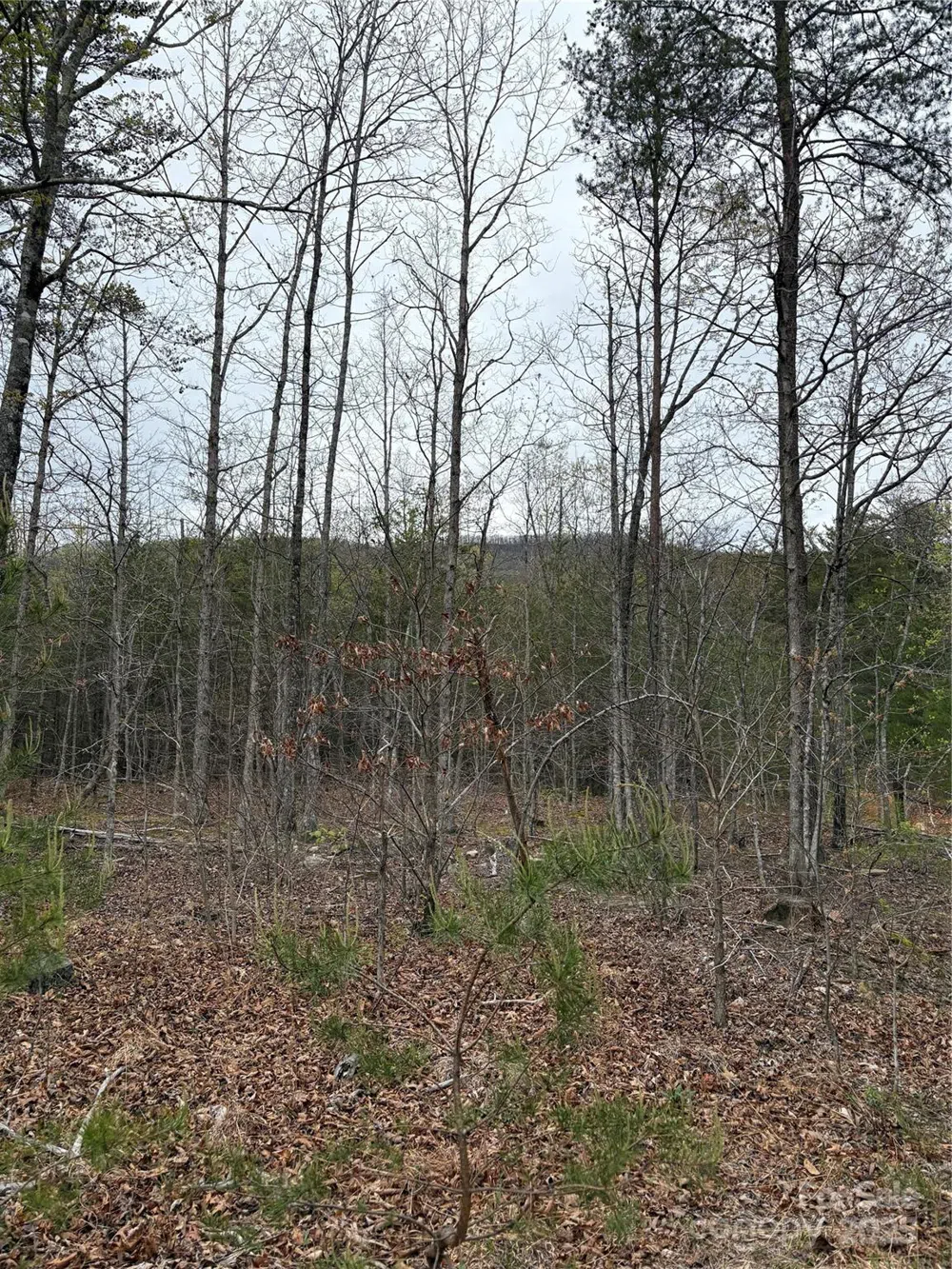 0 Rose Hollow Drive #Tract 1 Mill Spring, NC 28756