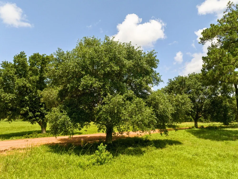 Lakeland Road Hillister, TX 75979