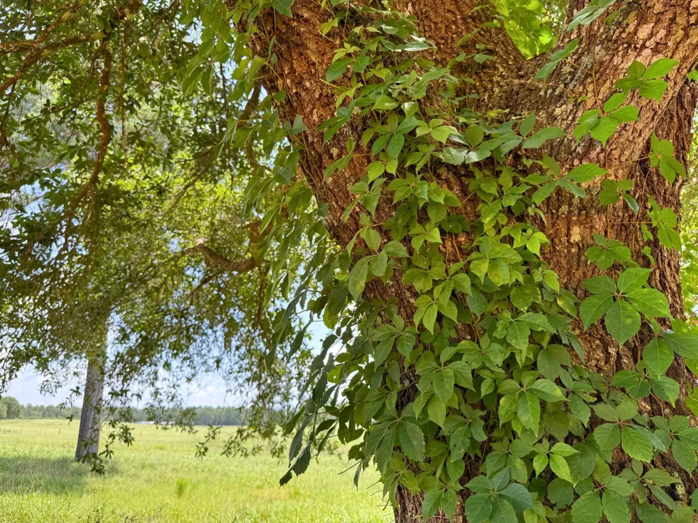 Lakeland Road Hillister, TX 75979