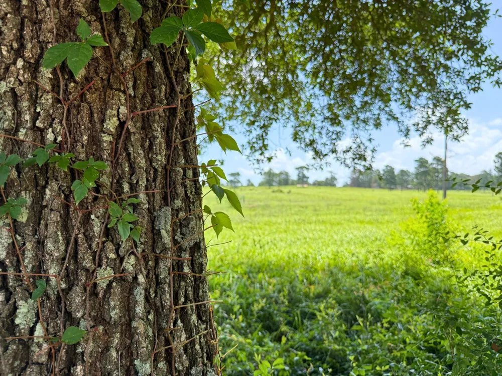 Lakeland Road Hillister, TX 75979
