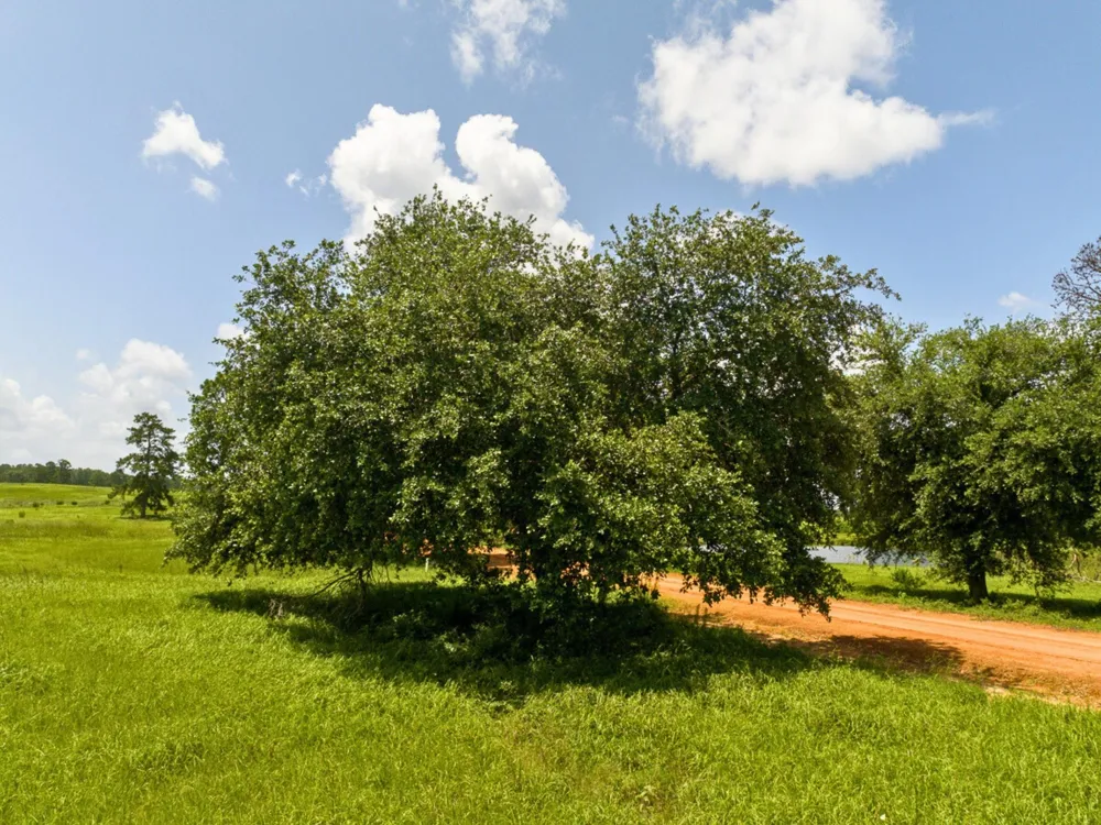 Lakeland Road Hillister, TX 75979