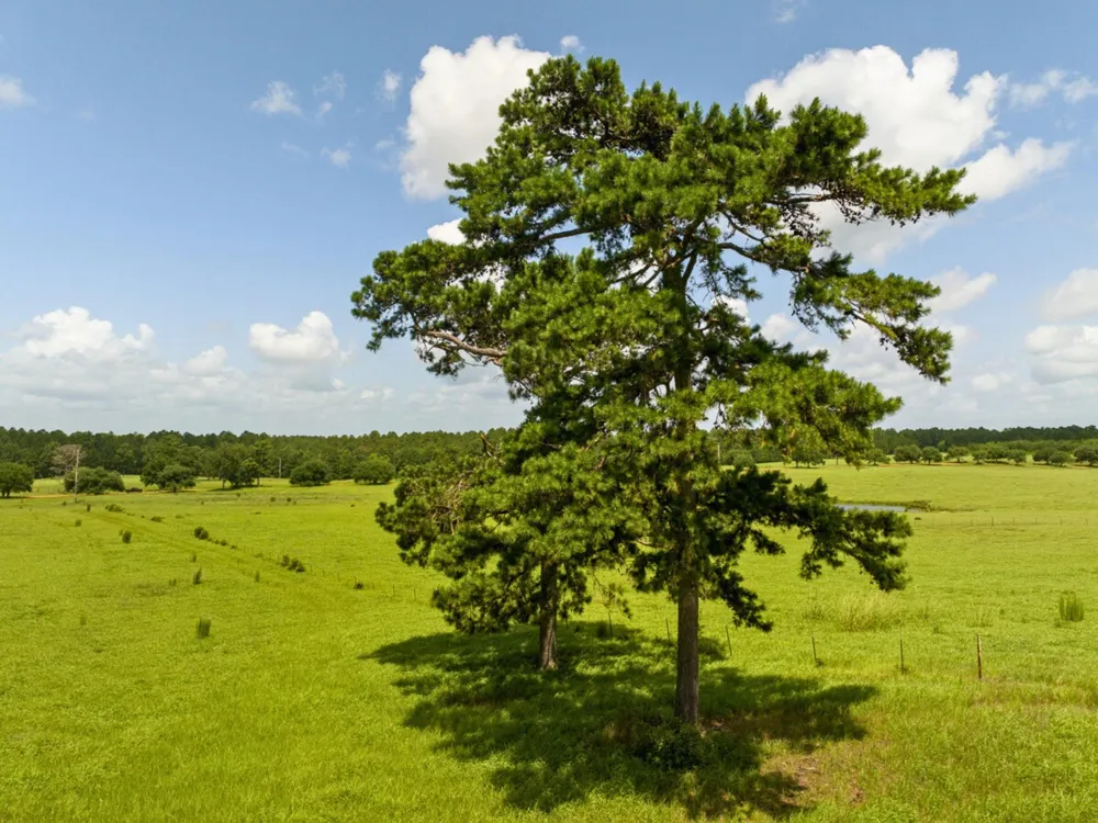 Lakeland Road Hillister, TX 75979
