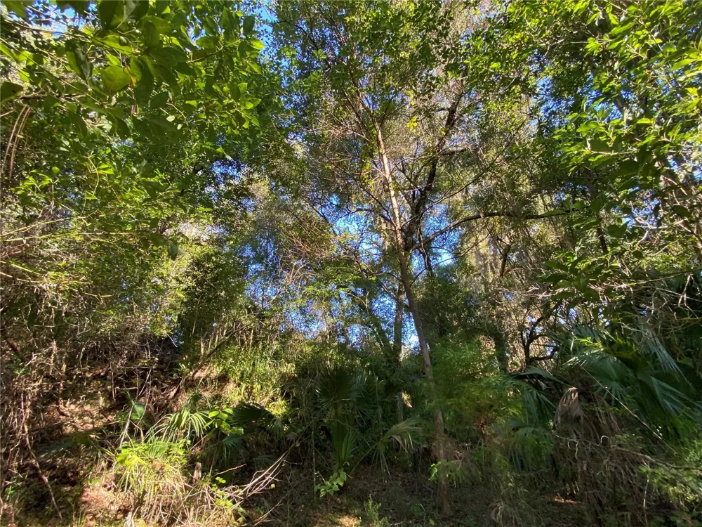 8701 S FRUITION AVENUE Floral City, FL 34436