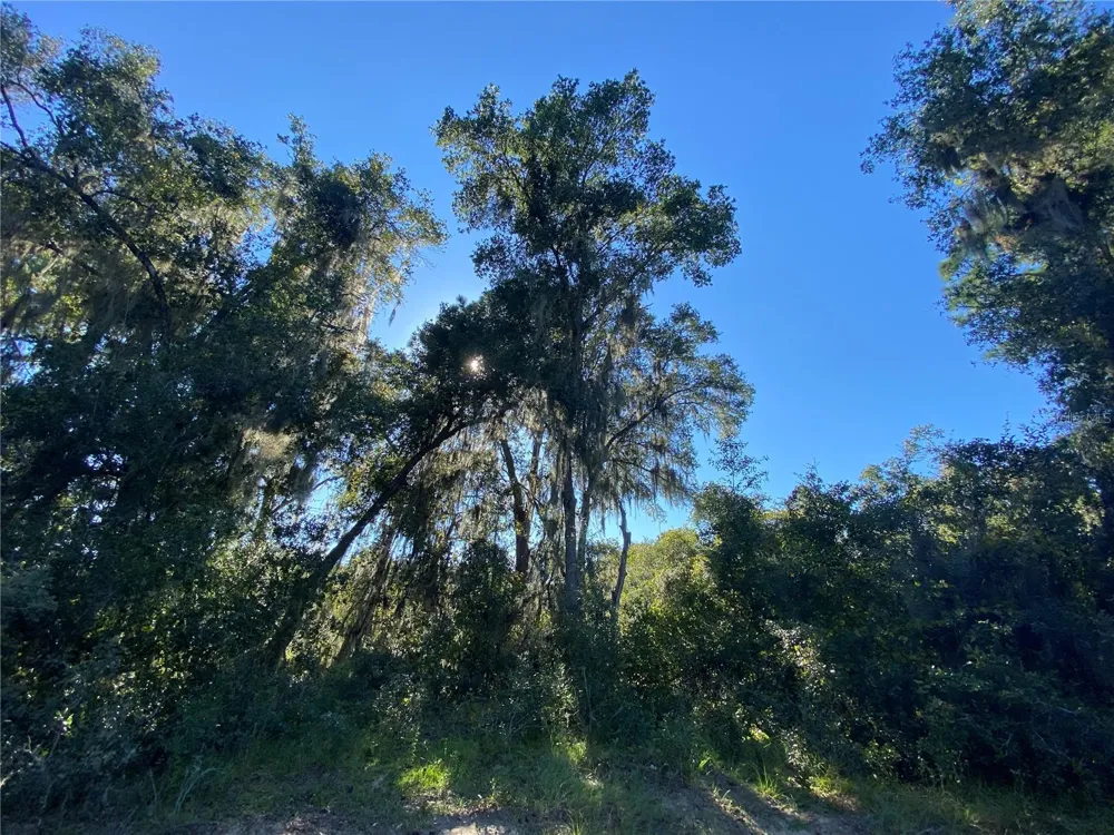 8701 S FRUITION AVENUE Floral City, FL 34436