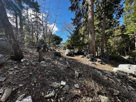 Fir