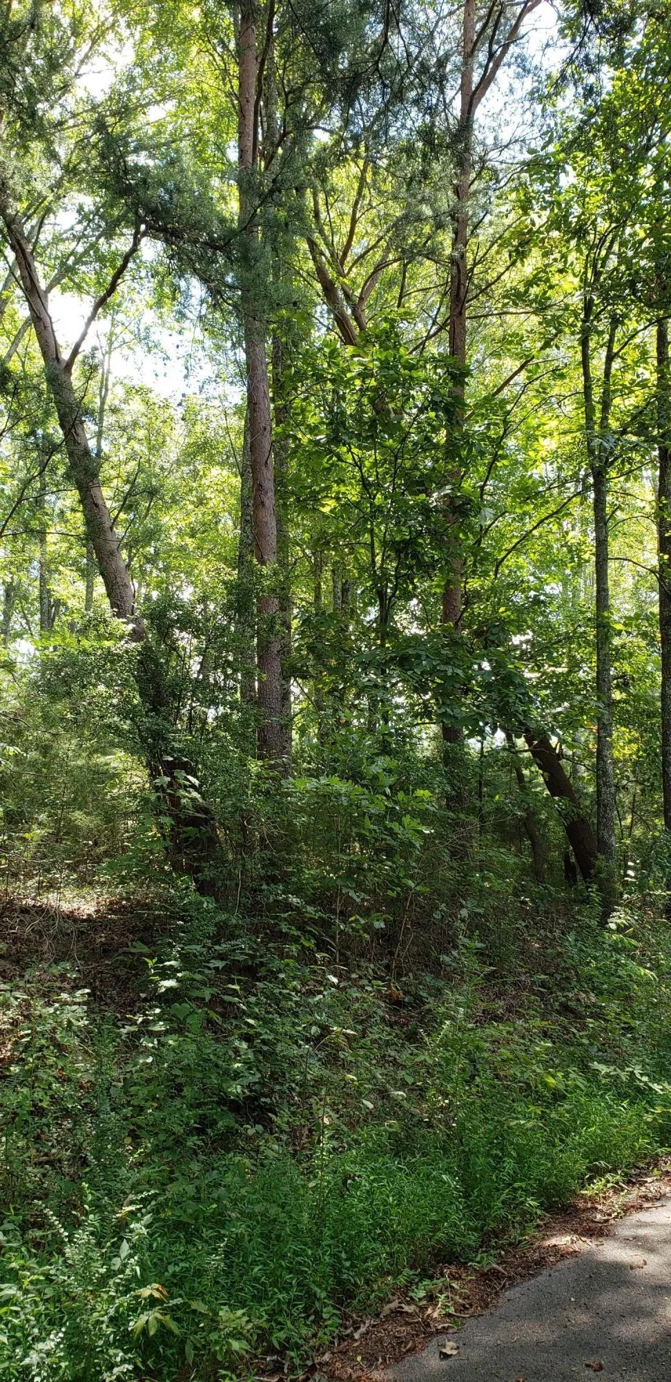 0 Treeline Drive Dunlap, TN 37327