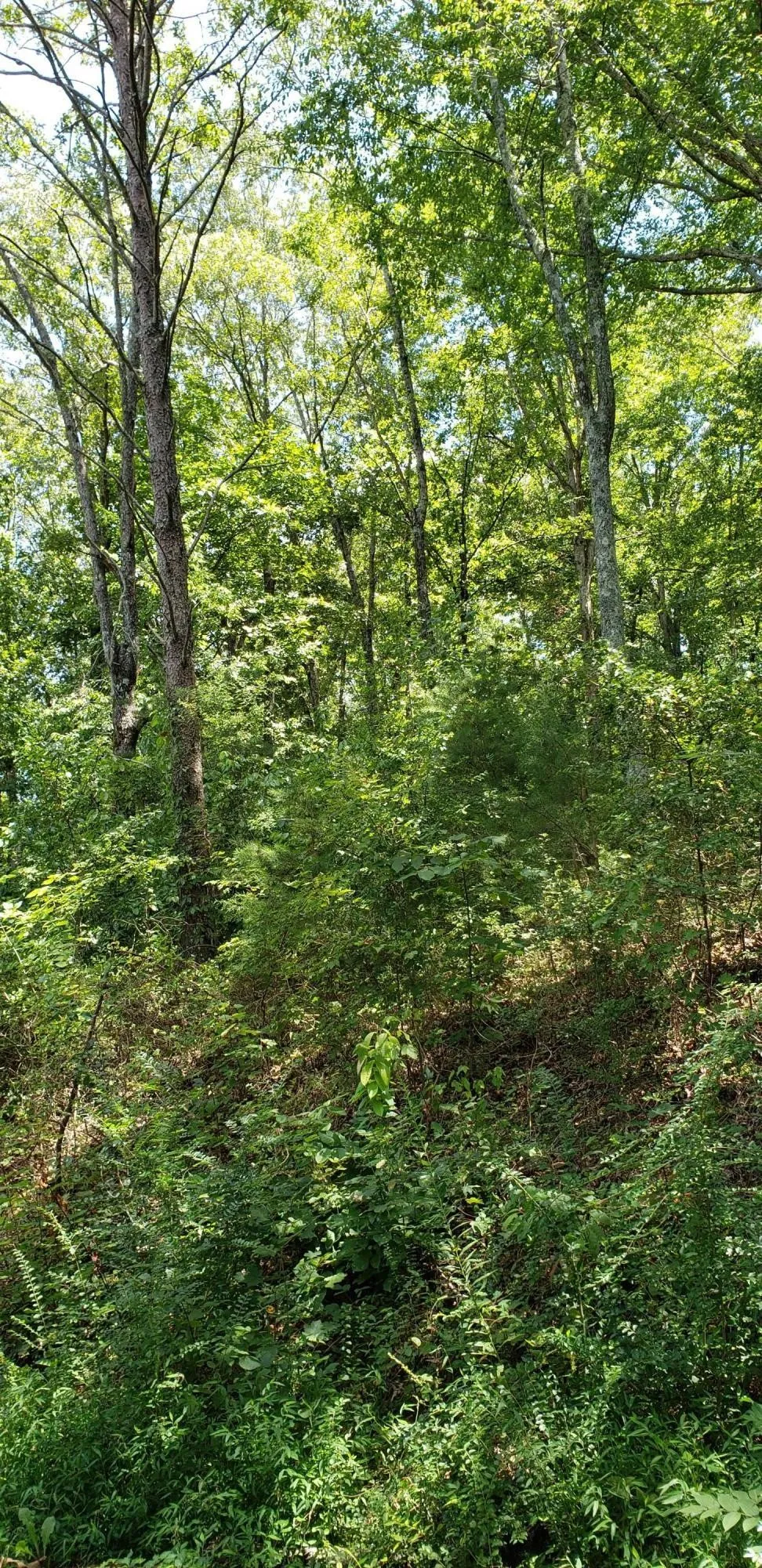 0 Treeline Drive Dunlap, TN 37327